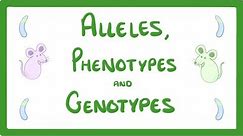 GCSE Biology - DNA Part 2 - Alleles / Dominant / Heterozygous / Phenotypes and more! #64