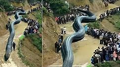 10 BIGGEST Snakes In The World Ever Found