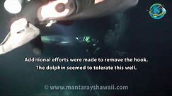 Diver Pulls A Fishing Line Off Of A Wild Dolphin's Fin
