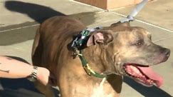 UC Davis Health clinical trials help treat mastiff with bone cancer, giving hope in finding a cure