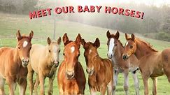 Meet ALL 6 Of Our Baby Horses!🥰💞
