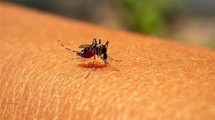 Niebezpieczny komar w Europie. Przenosi choroby tropikalne