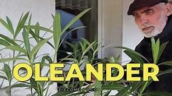 Kiedy przyciąć i jak przechować oleander?