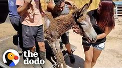 Rescue Donkey Couldn't Walk Until...❤️ | The Dodo Faith = Restored