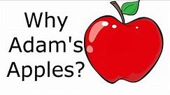 What Are Adam Apples and Why Do Men Have Them?