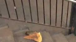 New York City rat taking pizza home on the subway (Pizza Rat™)