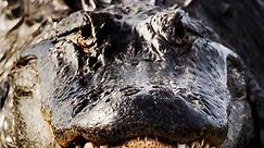 By the numbers: Top 10 largest alligators by length caught in Florida since 1977