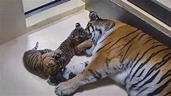 Toledo zoo welcomes twin tiger cubs and you can help name them!