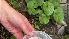 How to harvest Pale Corydalis (Corydalis sempervirens) seeds