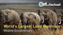 Elephants Up Close: Gentle African Giants | Full Widlife Documentary