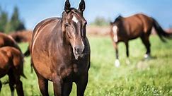 7 Different Types Of Horses - Descriptions and Popular Breeds