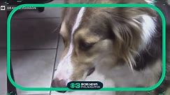 How to stop reverse sneezing in dogs