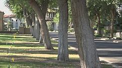 Scottsdale homeowners get restraining order against HOA to keep Sissoo trees in neighborhood