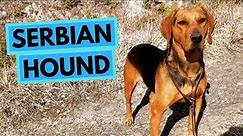 Serbian Hound - TOP 10 Interesting Facts - Serbian Tricolor Hound
