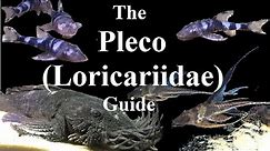 A Guide to Plecos, L Numbers and Loricariidae for Fishkeepers.
