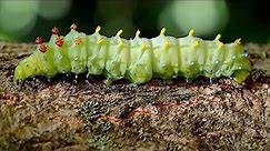 Giant Cecropia Caterpillar!