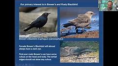 Mini-Tutorial: Brewer's and Rusty Blackbirds (plus other blackbirds)
