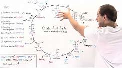 Overview of Citric Acid Cycle