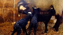 Romanovska ovca - Prvih 20 minuta (The first 20 min of lambs life)