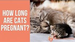 How Long Are Cats Pregnant?