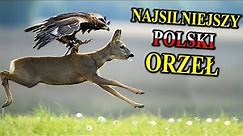 ORZEŁ PRZEDNI Polujący na Sarny, Wilki, Kozice, Głuszce | Najsilniejszy Polski Orzeł