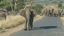 Enigmatic Encounters: Behaviours of a Vast African Elephant Breeding Herd
