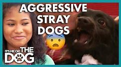 Daughter Brings Home Aggressive Stray Dogs😳 | It’s Me or The Dog