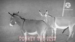 female &😉😅male Donkey