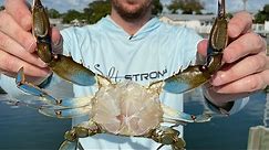 2 Steps To Clean A Blue Crab (The Quick & Easy Way)