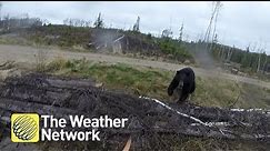 Bear charges hunter in Canada backcountry