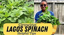 How to Grow Lagos Spinach (Celosia argentea): Growing & Harvesting Tips