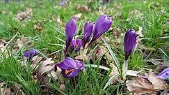 Spring Crocus: A Visual Celebration of Its Vibrant Blooms and Early Arrival of Spring