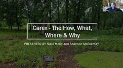 Carex The How, What, Where & Why