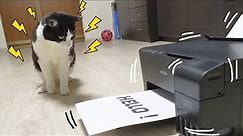 The Printer Wants to Communicate With the Cat