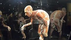 Houston Museum of Natural Science - Body Worlds & The Cycle of Life