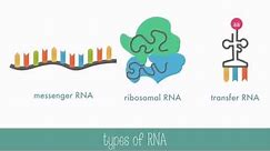 DNA versus RNA