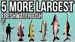 5 More of The Largest Freshwater Fish In The World Part 4