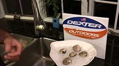 How to OPEN Quahogs correctly - Dexter Outdoors