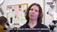 Threat To Whales Complicates U.S. Research Into Seaweed For Biofuel | Whales In Danger | News18