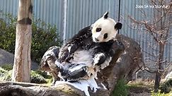 PANDA PARTY🐼: Giant pandas enjoy birthday treats at zoo