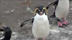 Edinburgh zoo : Penguins : Gentoo, King, Rockhoppers