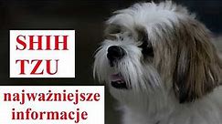 SHIH TZU - najważniejsze informacje i ciekawostki