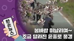 [15초뉴스] '제한 관람' 시작! 윤중로를 다시 찾은 시민들 / YTN