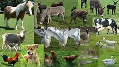 Domaće životinje - Domestic animals - Ekipa za pet