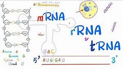 RNA (mRNA, tRNA, rRNA) & Genetic Mutations | Molecular Biology 🧬