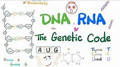 DNA, RNA (mRNA, tRNA, rRNA), and the Genetic Code | Molecular Biology