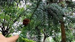 China Fir (Cunninghamia lanceolata)