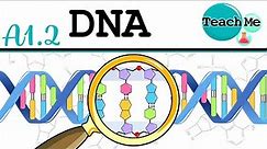 (A1.2) - DNA [Nucleic Acids] - IB Biology (SL/HL)