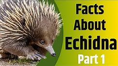 Facts About Echidna - Part 1 - The Spiny Egg Laying Mammal - 2020