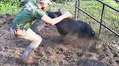 This Big Boar Tried to Eat Me!
